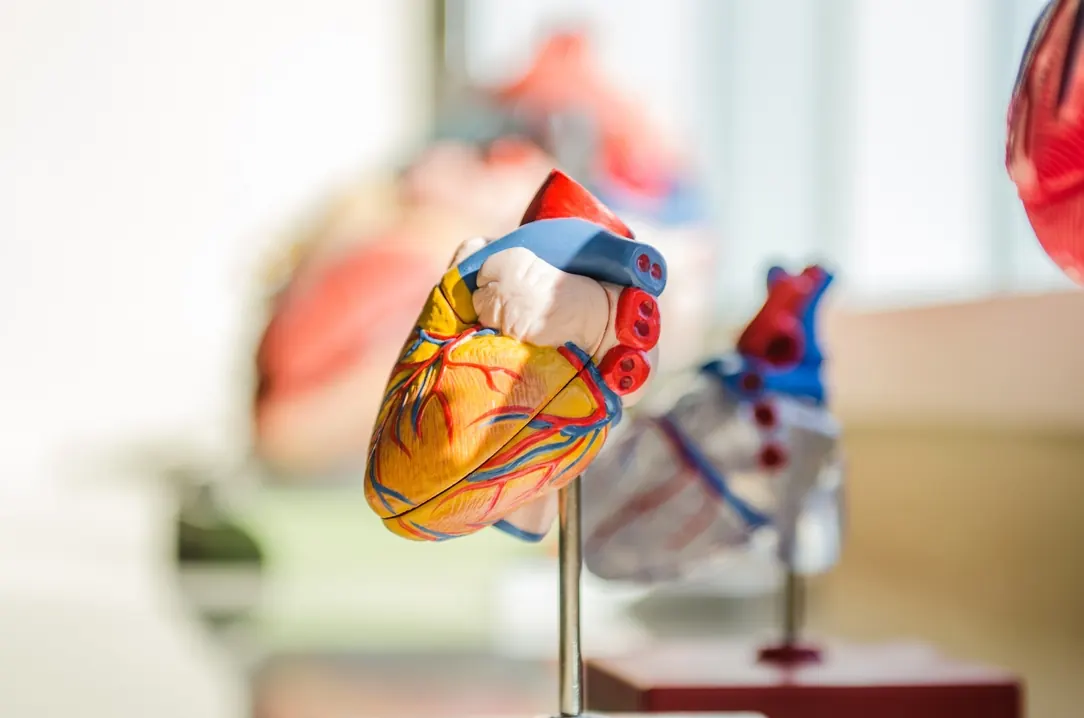 Anatomical heart model featured on the Cardiovascular Care website